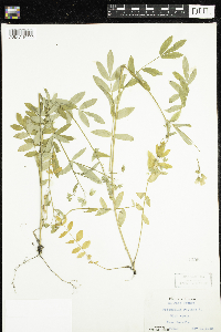 Polemonium reptans image