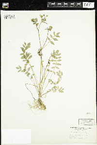 Polemonium reptans image