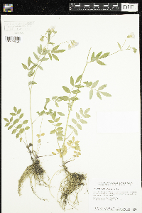 Polemonium reptans image