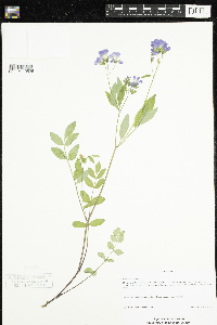 Polemonium reptans image