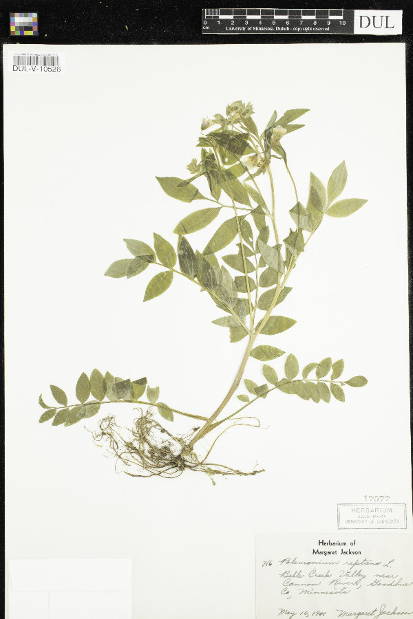 Polemonium reptans image