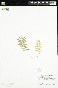 Polemonium occidentale image