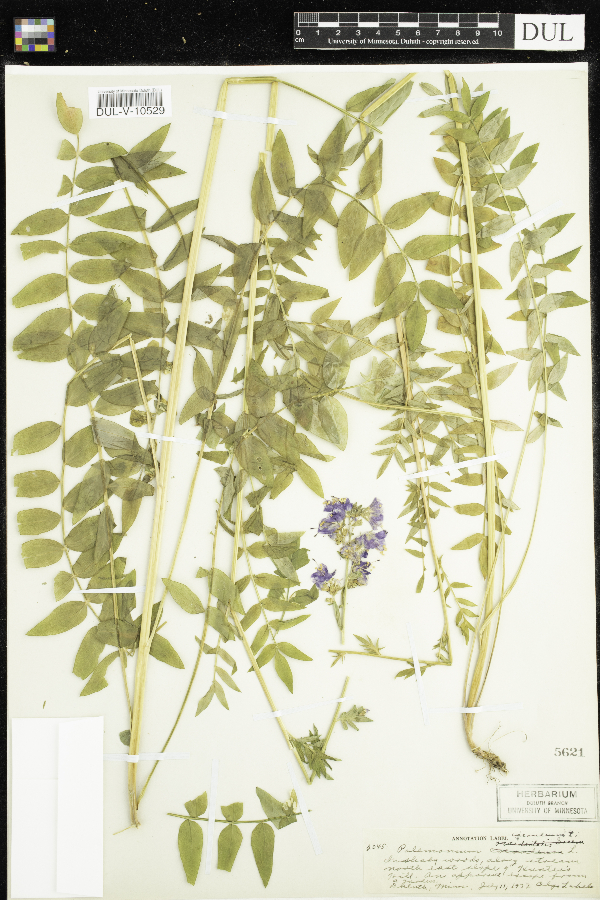 Polemonium caeruleum image