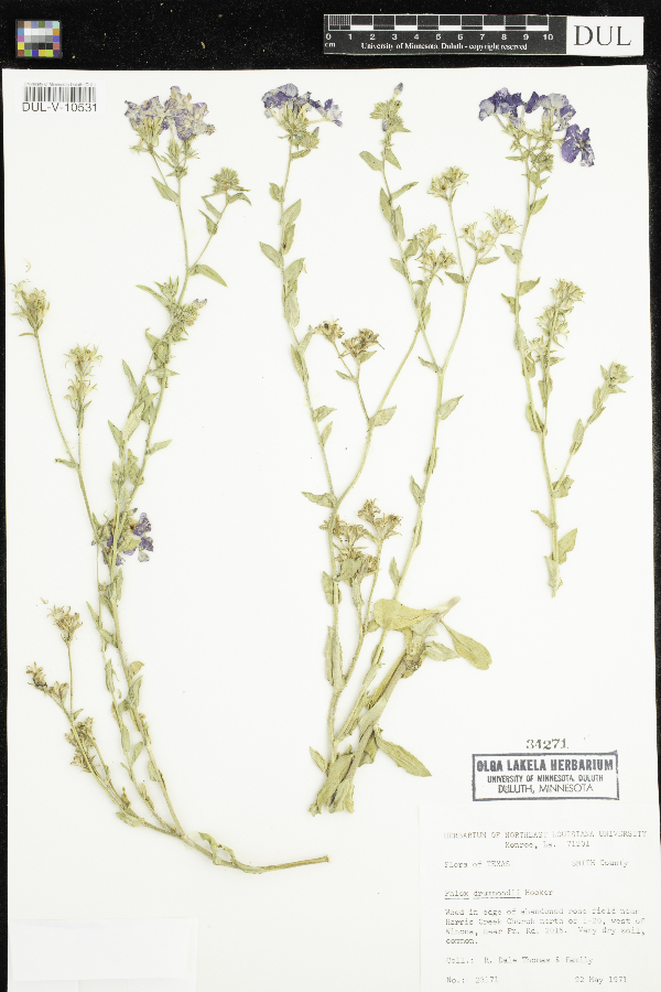 Phlox drummondii image