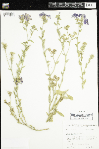 Image of Phlox drummondii
