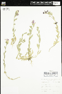 Phlox drummondii image