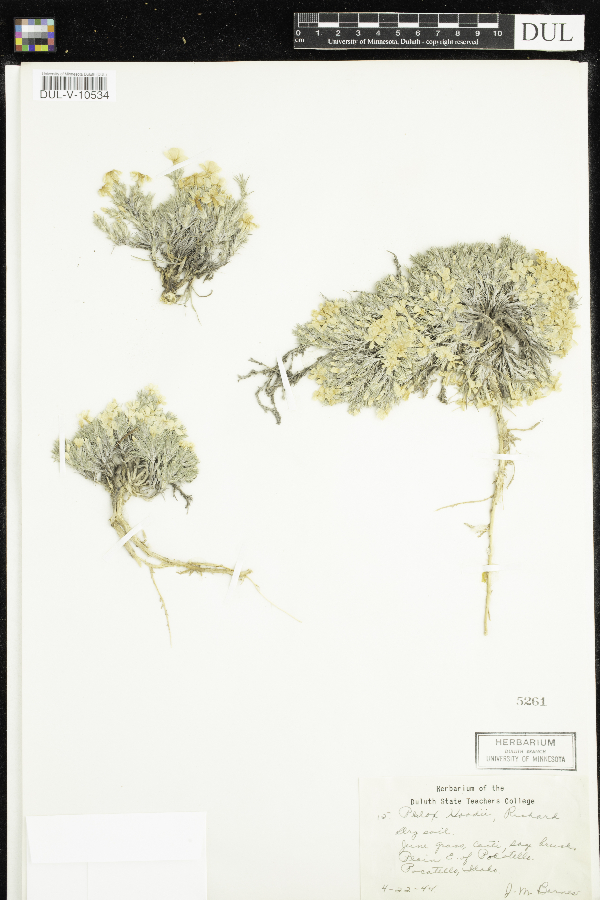Phlox hoodii image