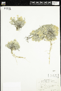 Image of Phlox hoodii