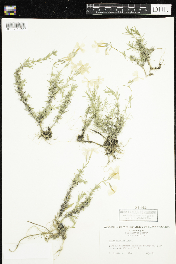 Phlox nivalis image