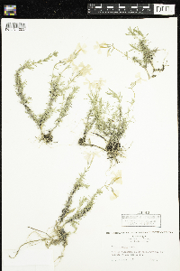 Image of Phlox nivalis