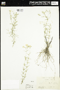 Phlox nivalis image