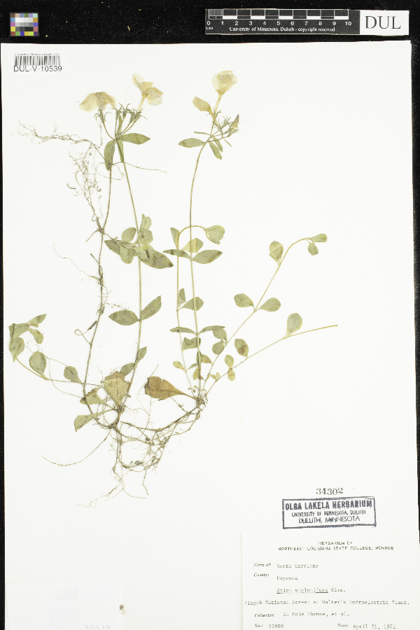 Phlox stolonifera image