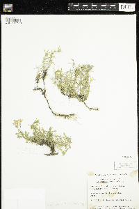 Image of Phlox subulata