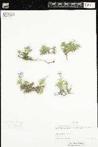 Thumbnail image of current specimen