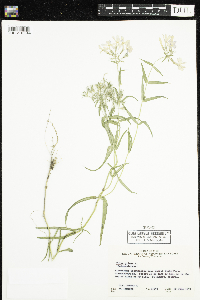 Phlox pilosa image