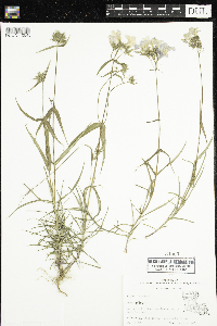Phlox pilosa image
