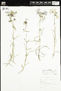 Phlox pilosa image