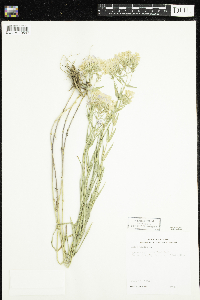 Phlox pilosa image