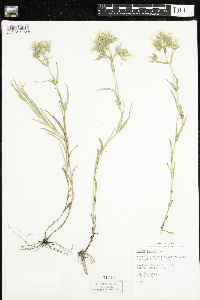 Phlox pilosa image