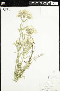 Phlox pilosa image