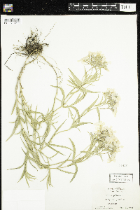 Phlox pilosa image