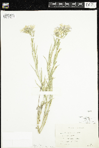 Phlox pilosa image