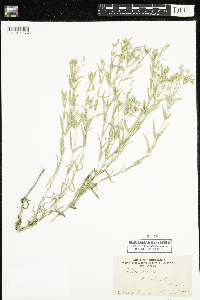 Phlox pilosa image
