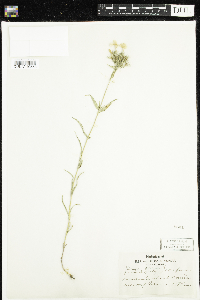 Phlox pilosa image