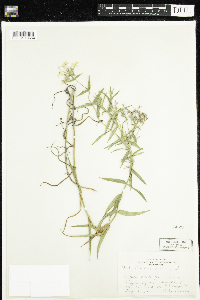 Phlox pilosa image