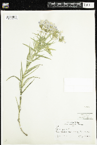 Phlox pilosa image