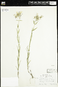 Phlox pilosa image