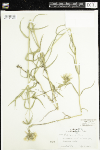 Phlox pilosa image