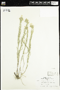 Phlox pilosa image