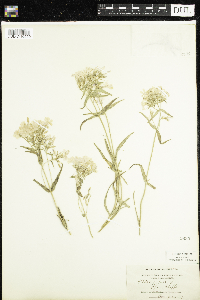 Phlox pilosa image