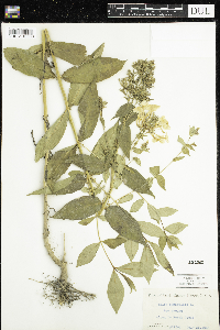 Phlox paniculata image