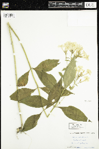 Phlox paniculata image