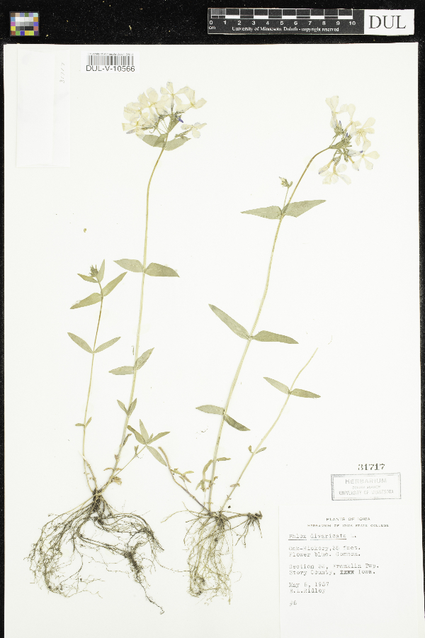 Phlox image