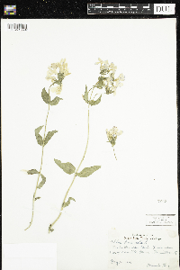 Phlox divaricata image