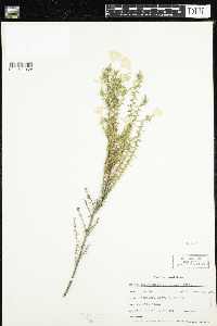 Image of Gilia californica