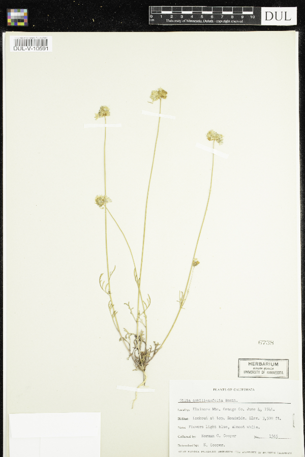 Gilia achilleifolia image