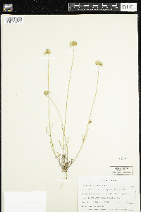 Image of Gilia achilleifolia