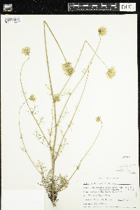 Gilia achilleifolia image