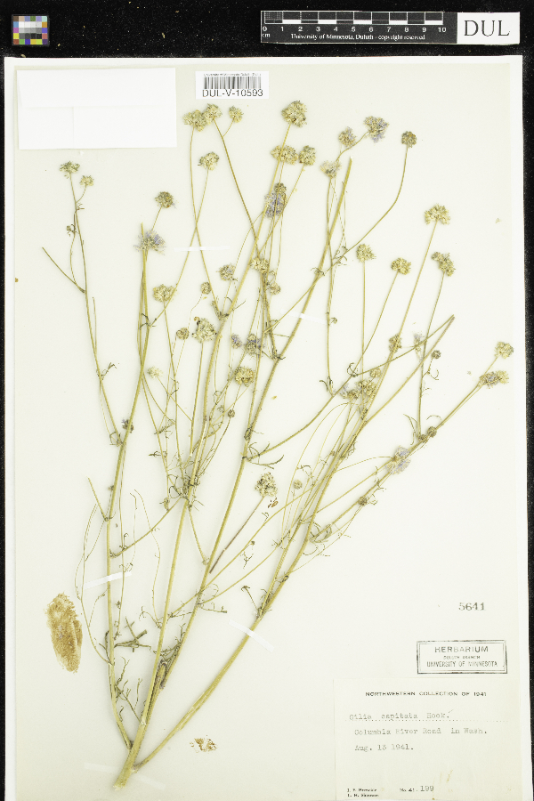 Gilia capitata image