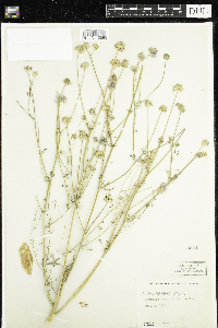 Image of Gilia capitata