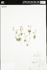 Image of Gilia sinuata