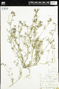 Image of Gilia tricolor