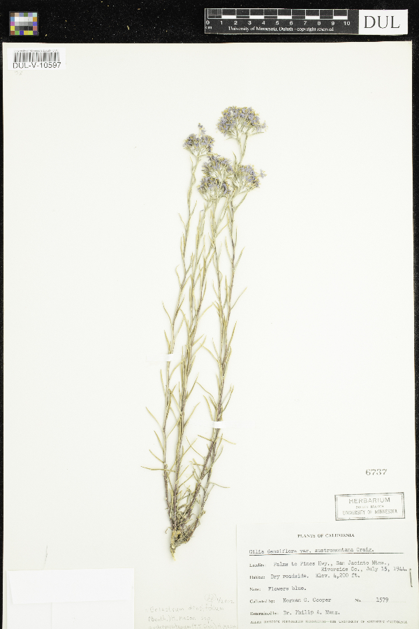 Gilia densifolia image