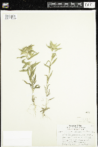 Collomia linearis image