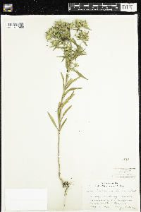Collomia linearis image