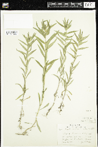 Collomia linearis image